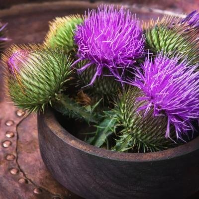 Milk Thistle